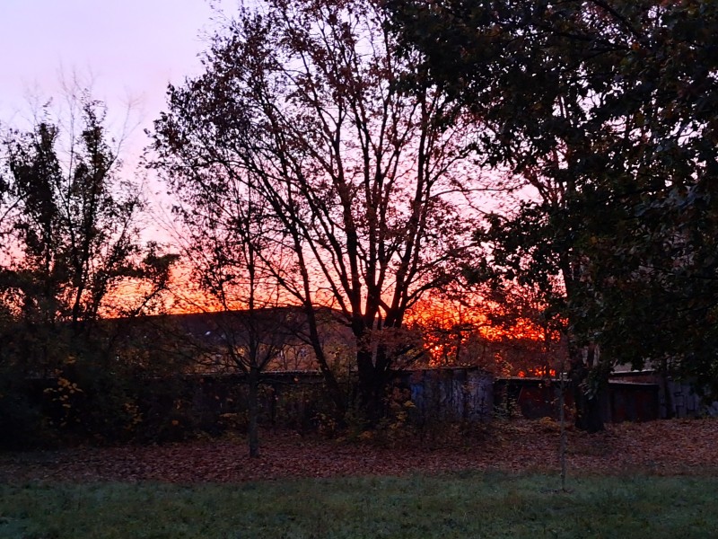 Morgenrot in Baume (Berlin Baumschulenweg)