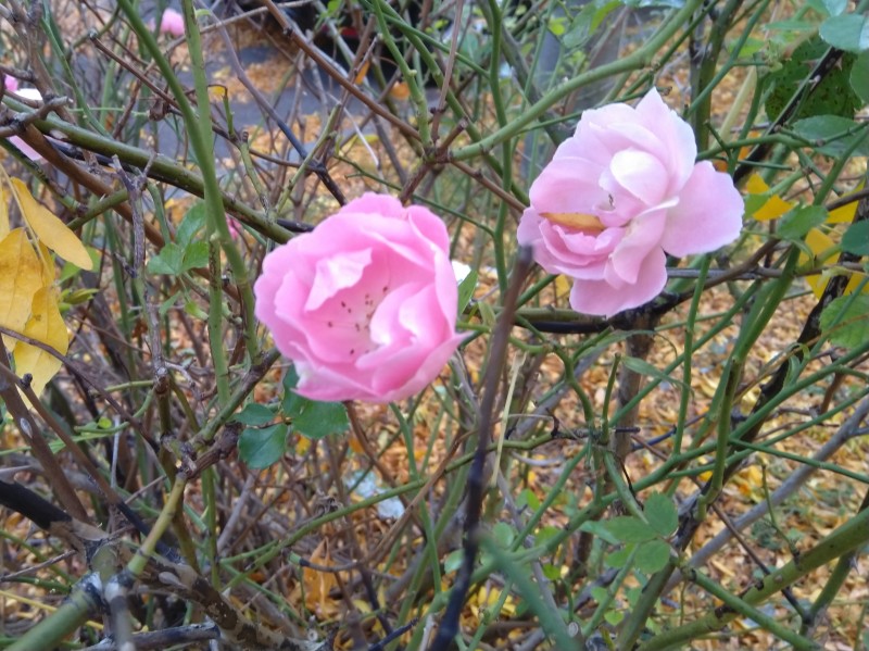 Zwei Wildrosen-Blüten, die im Winter aufgingen